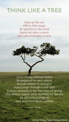Think like a tree