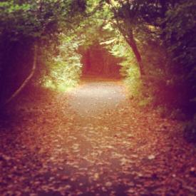 autumn-woods-2